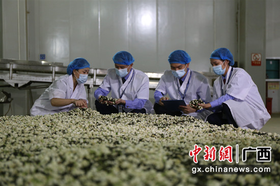 横县茉莉花(茶)品牌培养 横县市场监视打点局 供图 “横县茉莉花茶”“横县茉莉花”综合品牌代价达215.3亿元