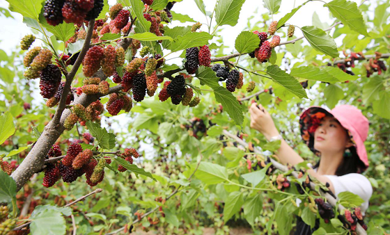 小马哥说了“全家出游都来这里玩”！_湖北在线