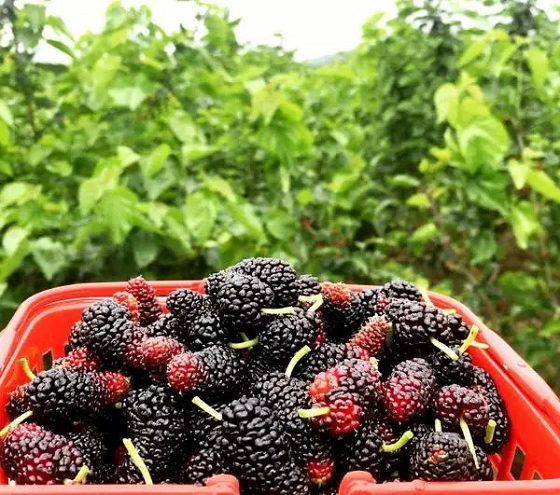 小马哥说了“全家出游都来这里玩”！_湖北在线