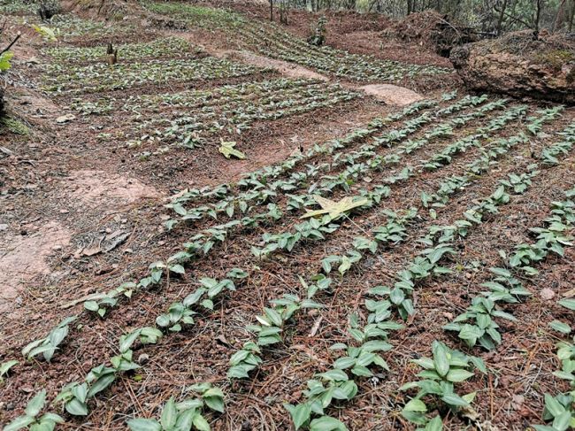 格斗吧，我的乡亲！ ——湖南省永顺县杨木村脱贫乡亲札记