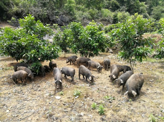 格斗吧，我的乡亲！ ——湖南省永顺县杨木村脱贫乡亲札记