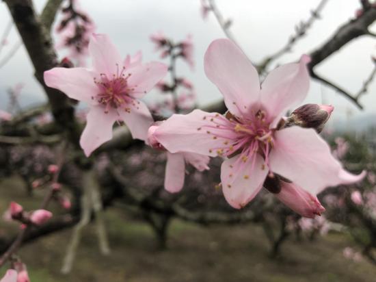 浙江多地打响春季“赏花战” 因地制宜深挖瑰丽经济