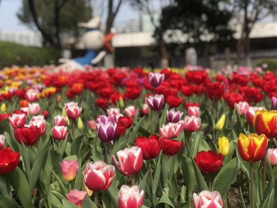 浙江多地打响春季“赏花战” 因地制宜深挖瑰丽经济