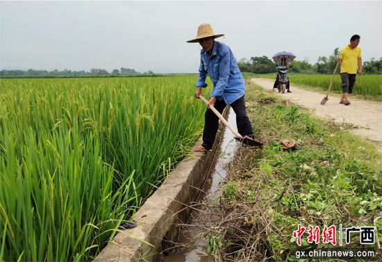 宁明寨安乡党员干部义务修水利保夏收