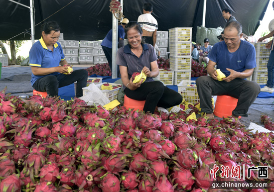 邕宁区新江镇那了村3000亩火龙果连续上市