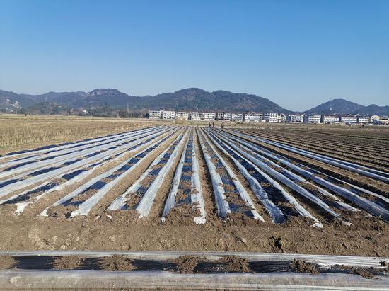 浙江临海春耕备耕农资富裕 早稻意向种植面积增加