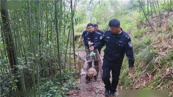 猪獾受伤“进了”派出所 民警悉心照顾送它回家