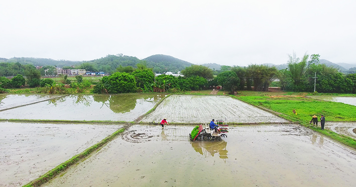【村子振兴】春雨润春耕！云浮罗定随处是忙碌的“春耕图”