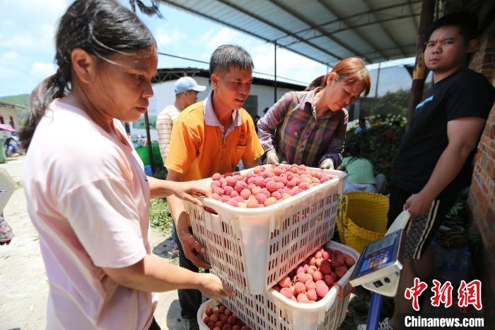 广西钦州荔枝红 采摘上市忙