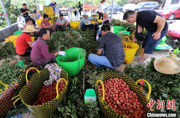 广西钦州荔枝红 采摘上市忙