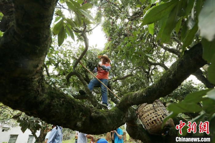 广西钦州荔枝红 采摘上市忙