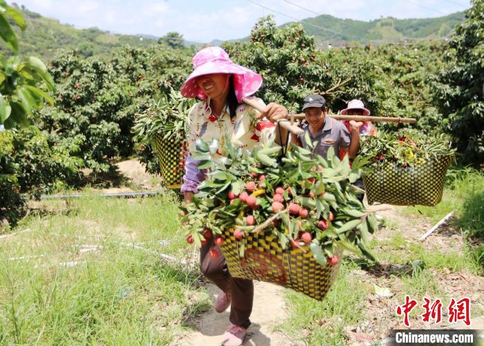 广西钦州荔枝红 采摘上市忙