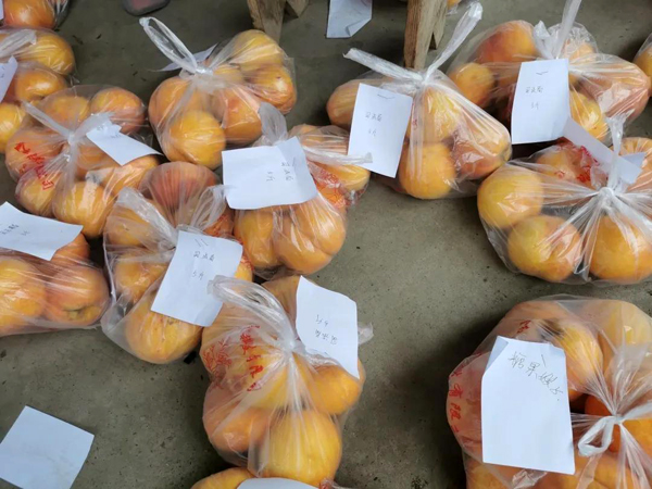 全椒：团团带货助果农渡难关4万斤黄桃3天秒购