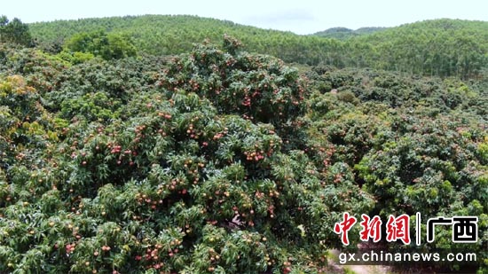 贵港市"618"购物节:荷城特产热销全国 线上消费稳中