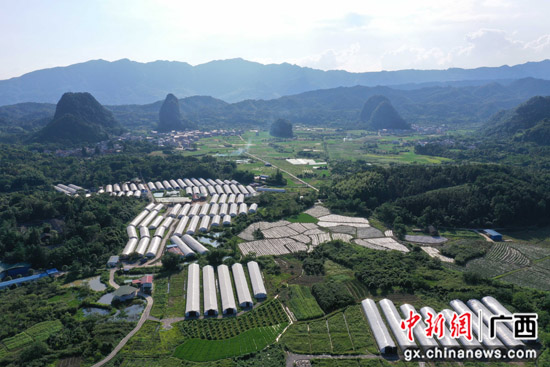 秀珍菇种植助广西桂林灵川县农夫增收