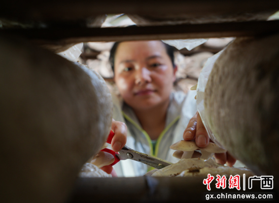 秀珍菇种植助广西桂林灵川县农夫增收