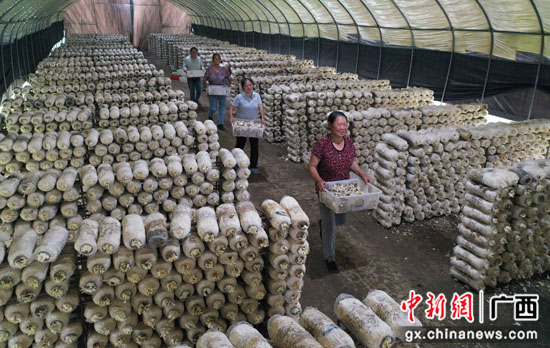 秀珍菇种植助广西桂林灵川县农夫增收