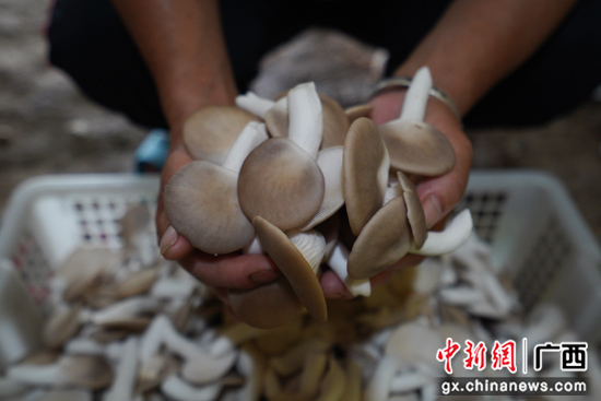 秀珍菇种植助广西桂林灵川县农夫增收
