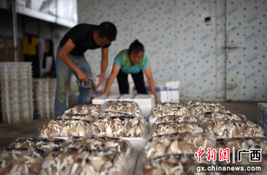 秀珍菇种植助广西桂林灵川县农夫增收