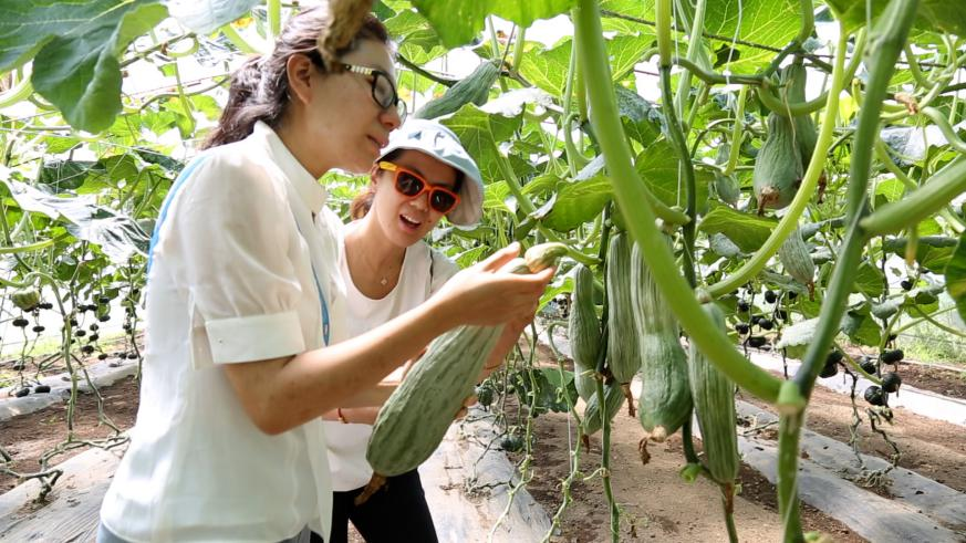 北京试点种植多彩南瓜