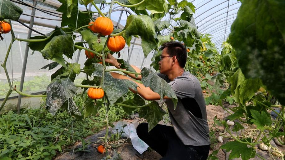 北京试点种植多彩南瓜