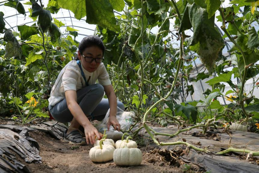 北京试点种植多彩南瓜