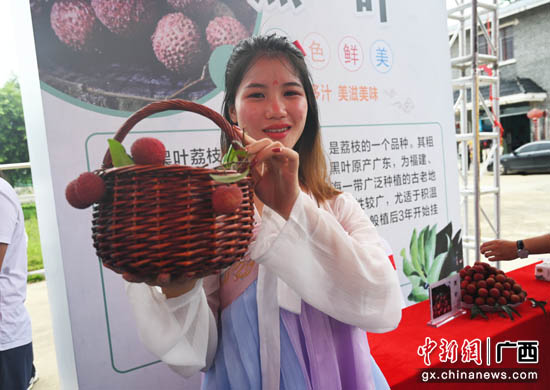 贵港港北区：打造荔枝财富 助力村子振兴