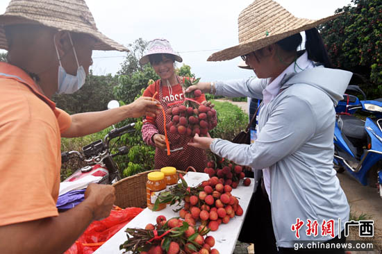 贵港港北区：打造荔枝财富 助力村子振兴