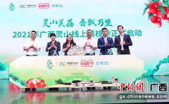 广西灵山荔枝上市 估量总产量达15万吨