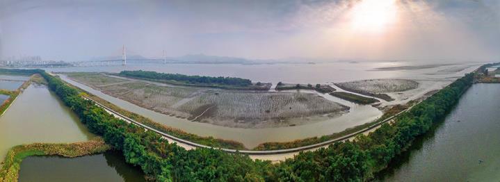 【大美广东】汕头牛田洋红树林景观带：全省最长的“海上绿色长城”