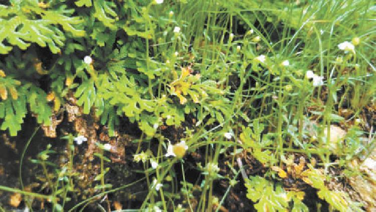 北京密云林场首现“尖帽草” 刷新北京植物多样性记载