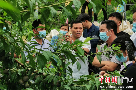 广西荔浦市:小小李子助力乡村振兴