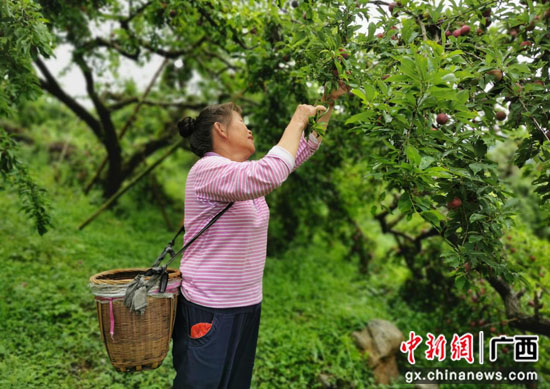 广西荔浦市:小小李子助力乡村振兴