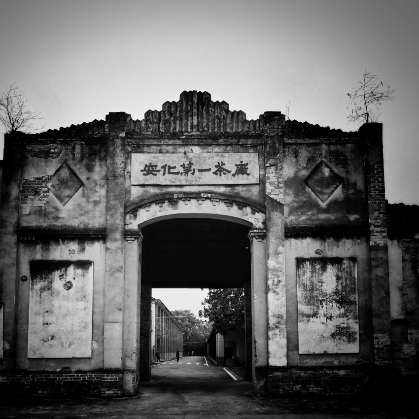 组图丨遇见茶乡 镜头里的安化