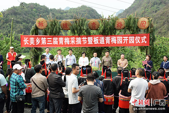 环江长美乡：欢聚“魅力长美” 喜庆青梅丰收