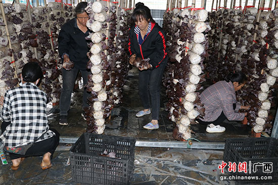 广西大化瑶山推产业转型 促逆势增收