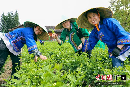 茉莉飘香引客来 奋写产业新篇章——第二届横州茉莉“开采节”开幕