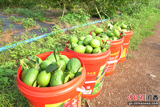 贵港港北区:“酸”柠檬带来了“甜”日子