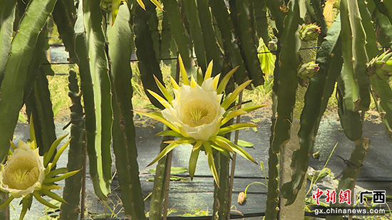 玉林兴业县火龙果花海“星”光灿烂 万灯齐明美如画