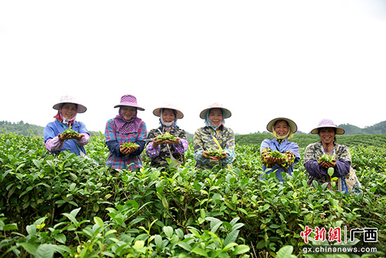 广西宁明：春茶吐新绿 茶农采茶忙