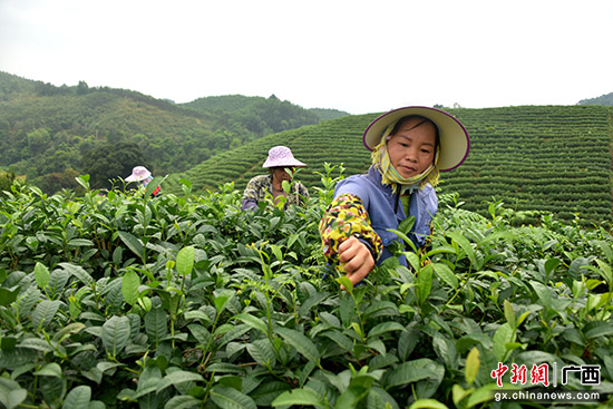 广西宁明：春茶吐新绿 茶农采茶忙