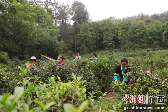 广西荔浦深山老茶吐新芽 茶农增收采撷忙