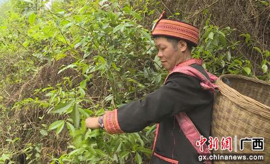 野生苦丁茶进入采摘季 广西荔浦瑶乡村民采茶忙