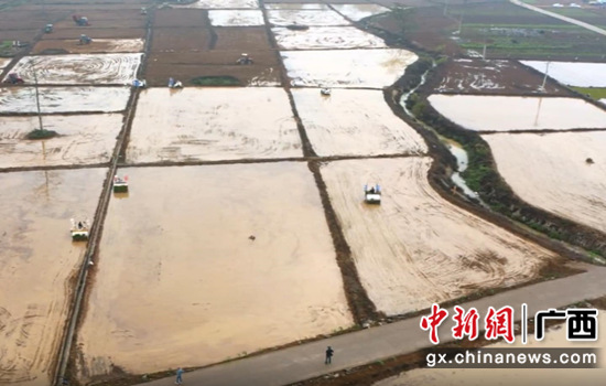  广西百色：当服务先锋 护粮食安全