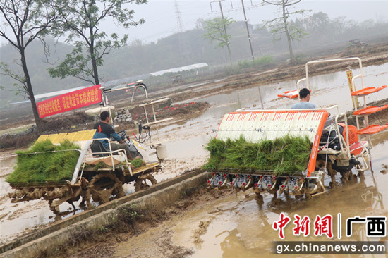  广西百色：当服务先锋 护粮食安全