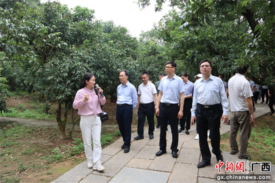 考察组一行到高州市根子贡园考察荔枝文化和千年古荔枝树保护情况。崔银雨 摄 欧树和率队到广东茂名市茂南区、电白区对接粤桂协作工作