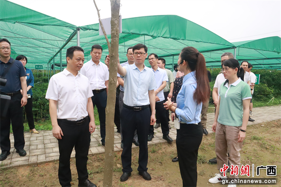考察组一行到电白区观珠镇沙垌村考察奇楠培育情况。颜莉莉 摄 欧树和率队到广东茂名市茂南区、电白区对接粤桂协作工作