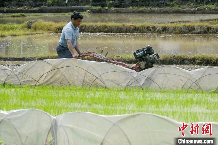 谷雨至 广西乡村农事忙