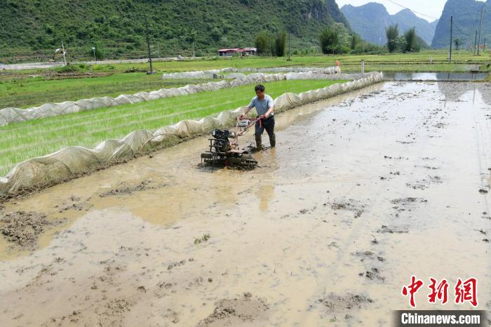 谷雨至 广西乡村农事忙