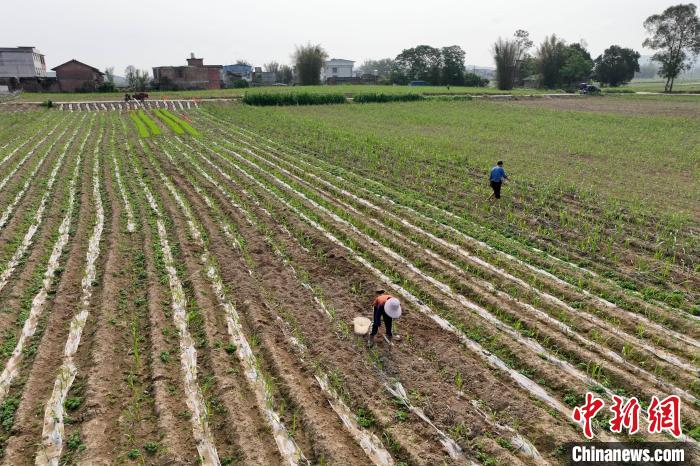 谷雨至 广西乡村农事忙